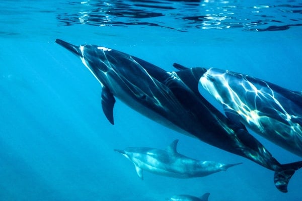 Dolphin Encounter VIP, Dubai