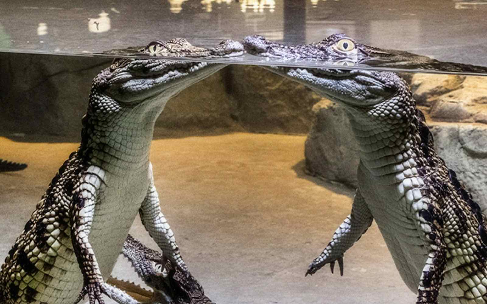 Dubai Crocodile Park, Dubai