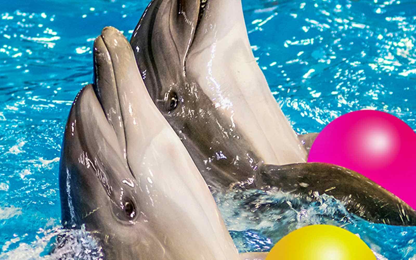 Dubai Dolphinarium, Dubai