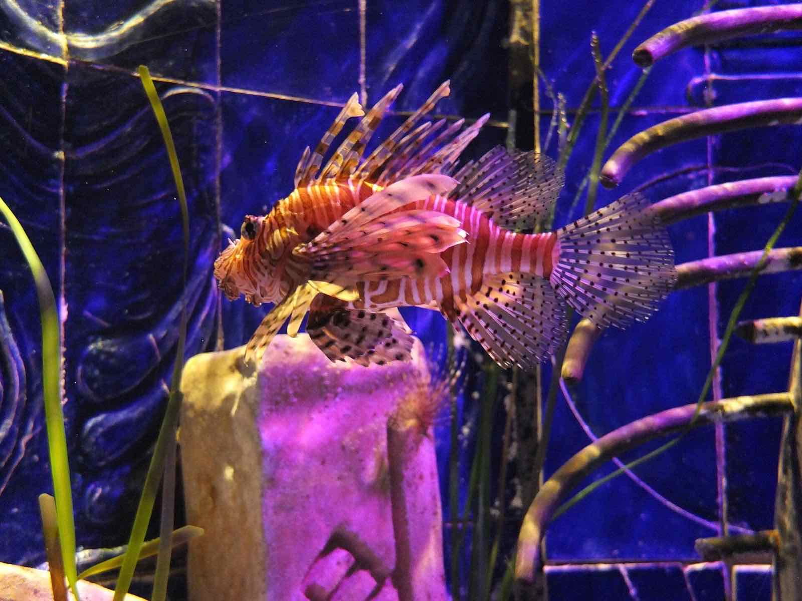 The Lost Chambers Aquarium, Dubai